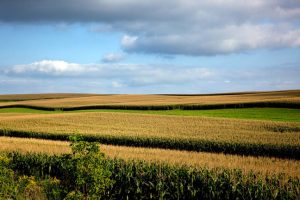 Wisconsin-field-of-crops1
